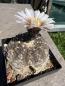 Preview: Gymnocalycium ragonesei